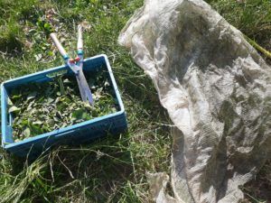Comment soigner ses plantes au potager, fabrication de purins