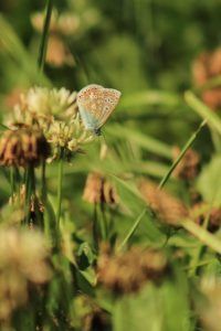 Comment accueillir la biodiversité au potager et observation